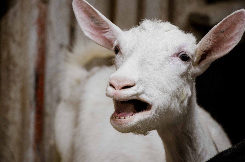 Fromagerie La Voie Lactée