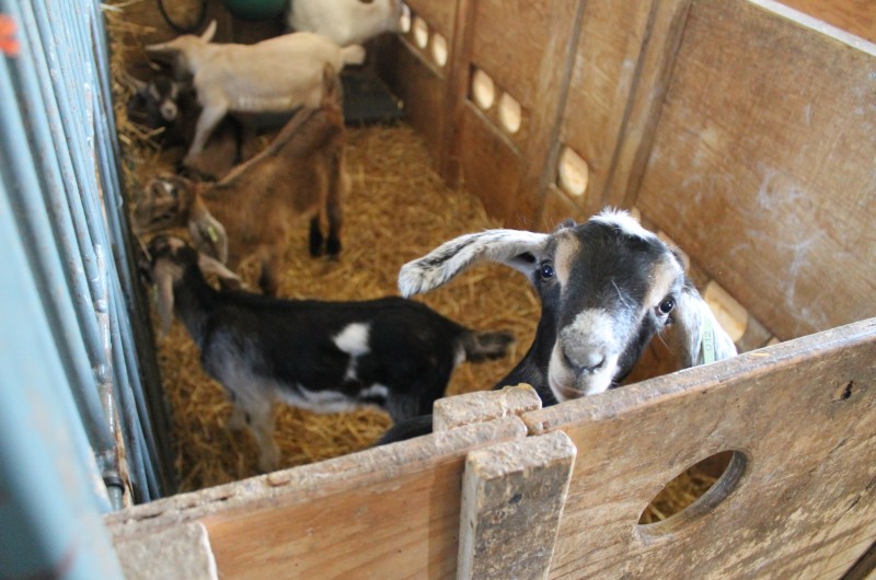 Fromagerie Ruban Bleu